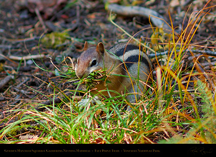 Golden_Mantle_Nesting_Taft_Point_Trail_X6681c