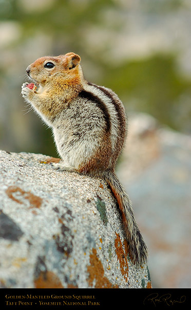Golden_Mantle_Taft_Point_3448