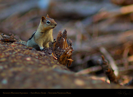 Golden_Mantle_Taft_Point_Trail_X6671c