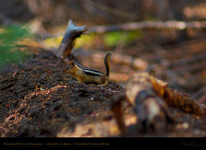 Golden_Mantle_Taft_Point_Trail_X6673