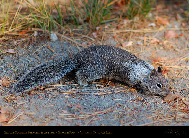 Ground_Squirrel_Foraging_Glacier_Point_X6617
