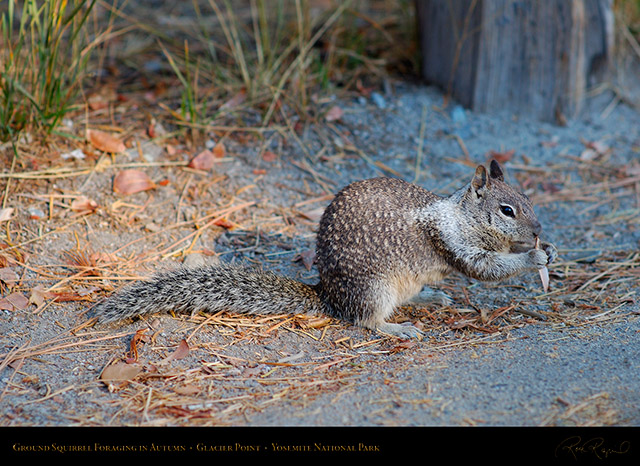 Ground_Squirrel_Foraging_Glacier_Point_X6620