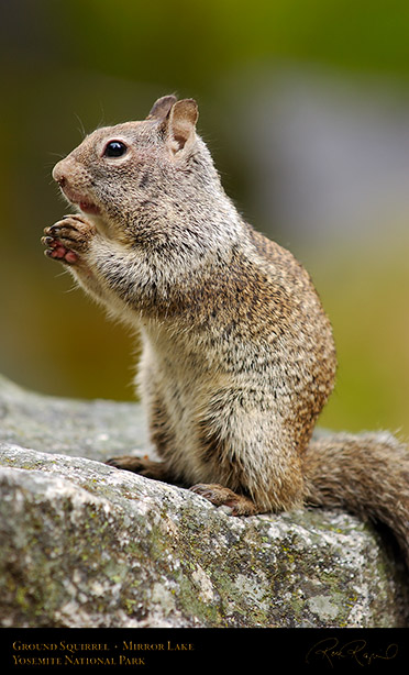 Ground_Squirrel_Full_Cheeks_Mirror_Lake_2433