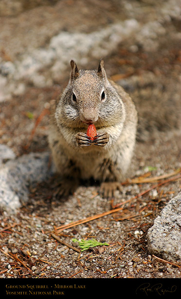 Ground_Squirrel_Full_Cheeks_Mirror_Lake_2437
