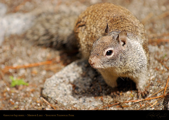 Ground_Squirrel_Mirror_Lake_2447