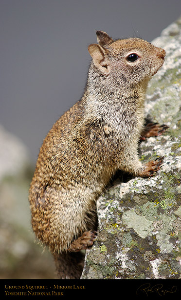 Ground_Squirrel_Mirror_Lake_2449