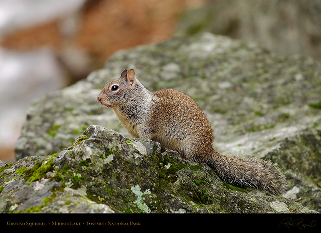 Ground_Squirrel_Mirror_Lake_2450