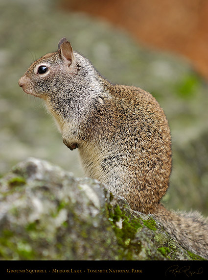 Ground_Squirrel_Mirror_Lake_2457