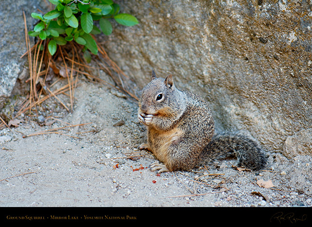 Ground_Squirrel_Mirror_Lake_X2183