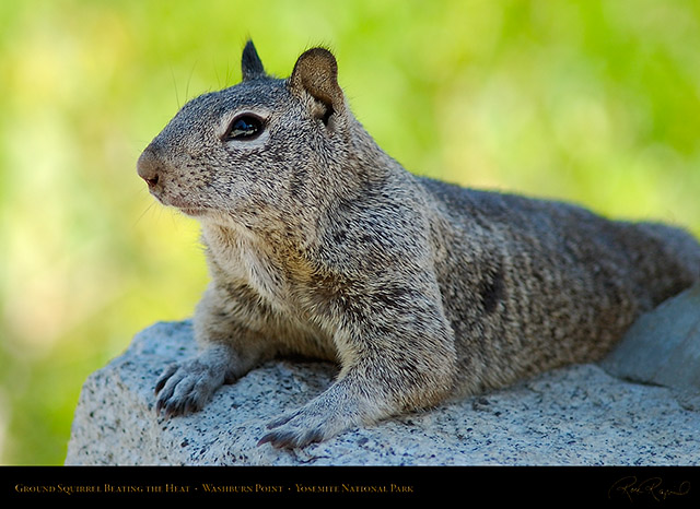 Ground_Squirrel_Washburn_Point_2304
