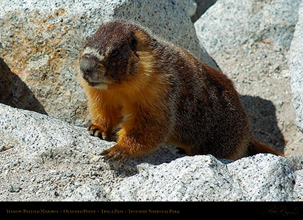 Marmot_Tioga_Pass_3143c