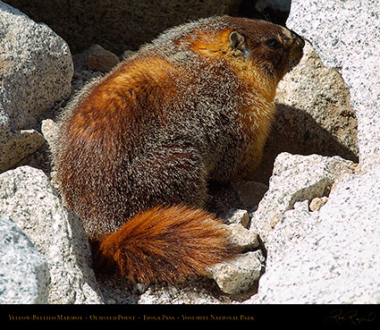 Marmot_Tioga_Pass_3146c