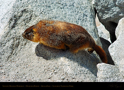Marmot_Tioga_Pass_3153