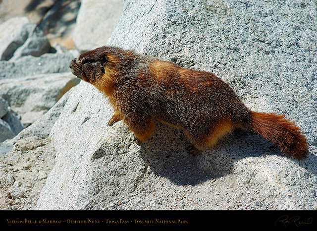 Marmot_Tioga_Pass_3157