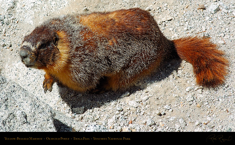 Marmot_Tioga_Pass_3167