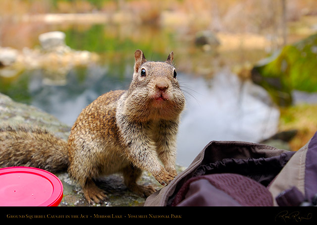 Mirror_Lake_Squirrel_Caught_in_the_Act_2795