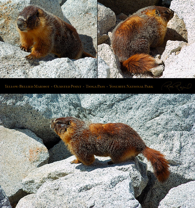 Yellow-Bellied_Marmot_Tioga_Pass