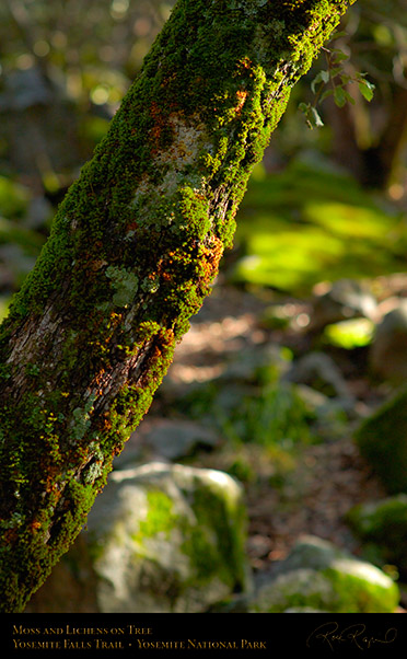 Moss_on_Tree_Yosemite_Falls_Trail_X0391