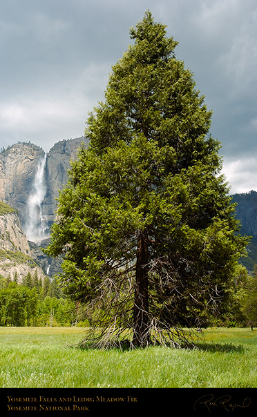 Yosemite_Falls_Leidig_Meadow_Fir_3379