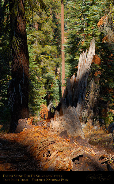 Forest_Scene_Taft_Point_Trail_X6644