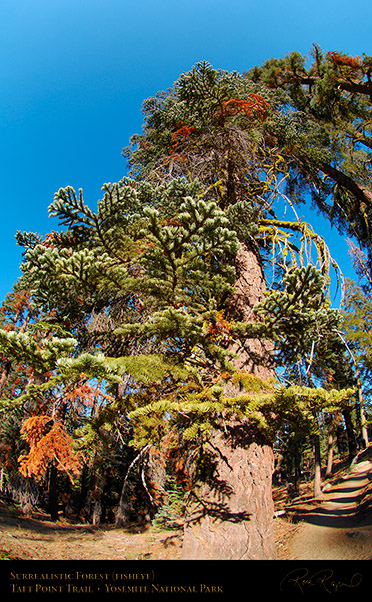 Surrealistic_Forest_Taft_Point_Trail_FE_X6811