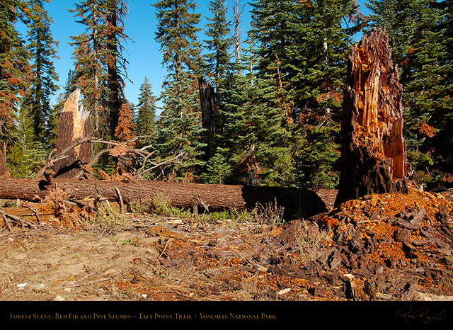 Forest_Scene_Taft_Point_Trail_X6635