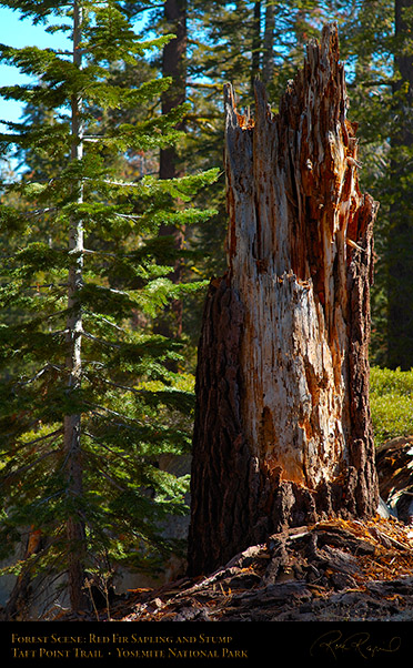 Red_Fir_Sapling_and_Stump_Taft_Point_Trail_X6665