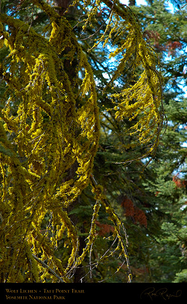 Wolf_Lichen_Taft_Point_Trail_3031