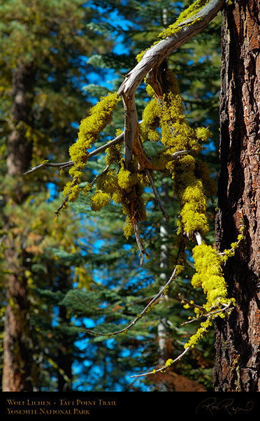 Wolf_Lichen_Taft_Point_Trail_X6666