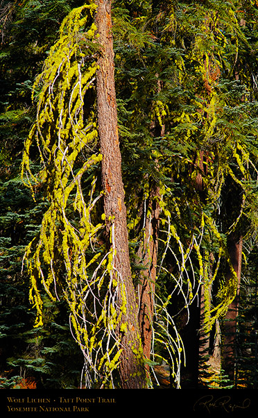 Wolf_Lichen_Taft_Point_Trail_X6794