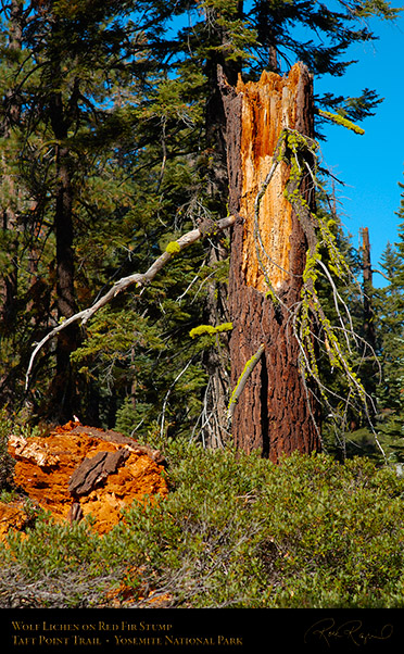 Wolf_Lichen_on_Stump_Taft_Point_Trail_X6661