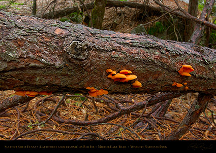 Sulphur_Shelf_Fungus_Mirror_Lake_Trail_2349