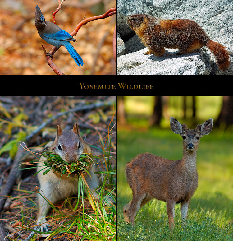 Yosemite_Wildlife