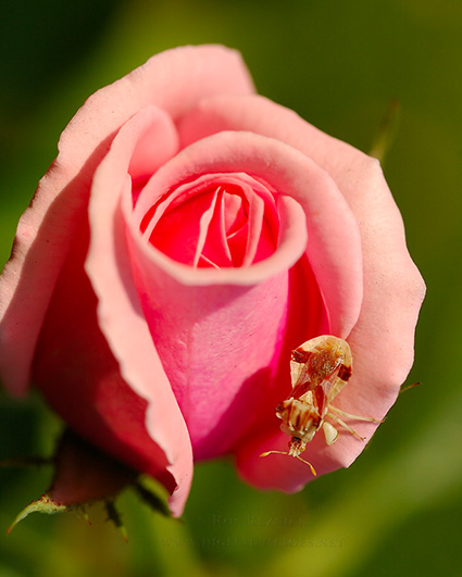 ShieldBug_onRose_0158
