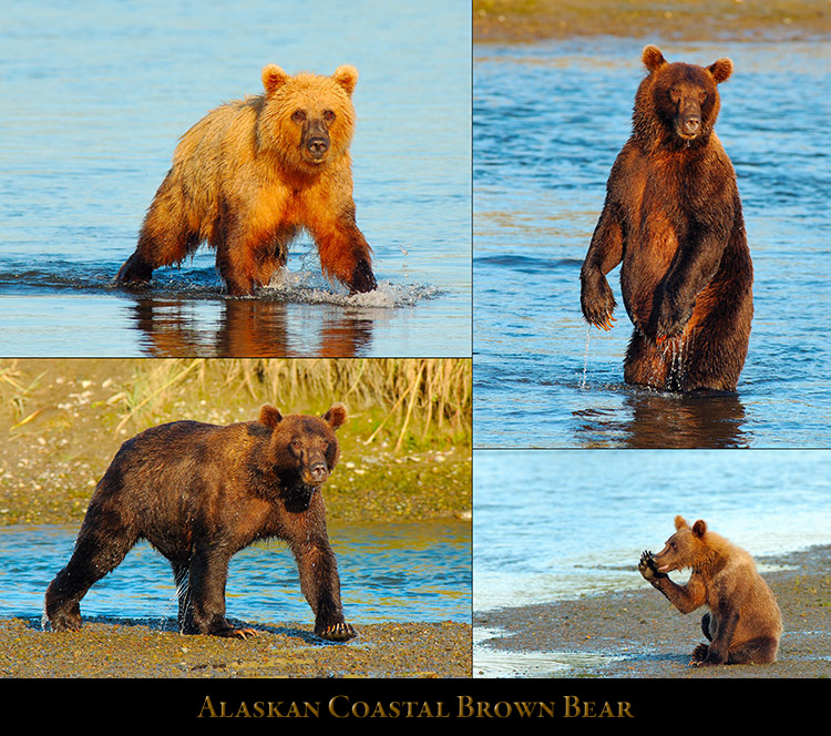 Alaskan_CoastalBrownBear