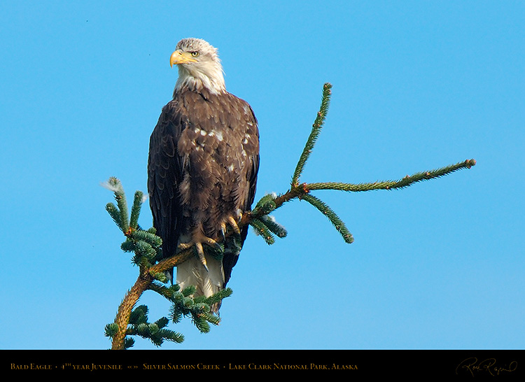 BaldEagle_Juvenile_X3051c