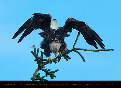 BaldEagle_Juvenile_X3061c