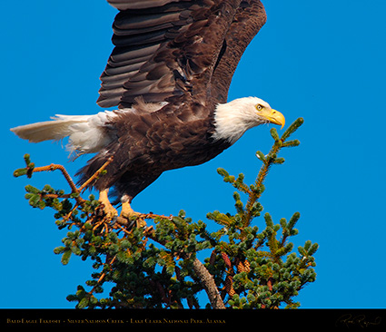 BaldEagle_Takeoff_X3783M