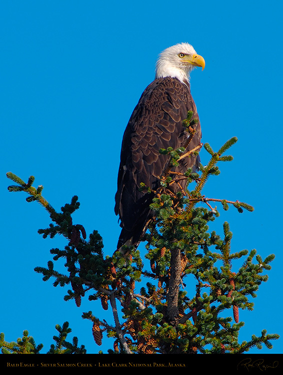 BaldEagle_X3758M