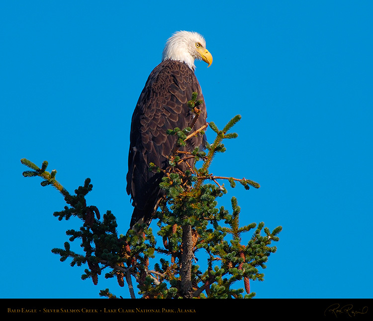 BaldEagle_X3761M