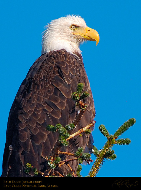 BaldEagle_X3769c