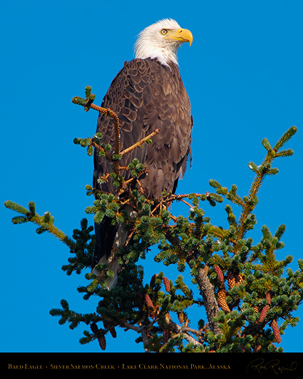 BaldEagle_X3779