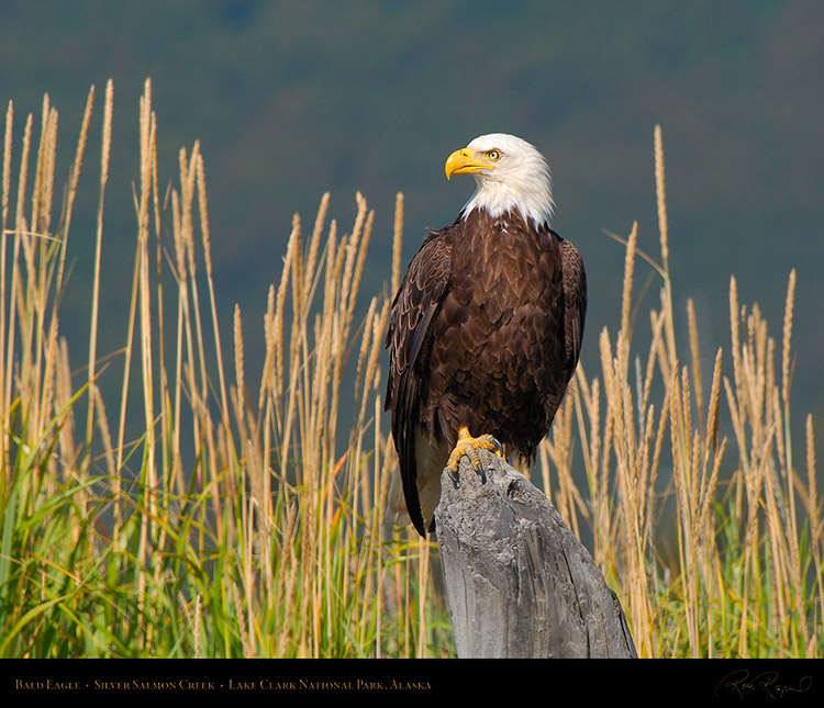 BaldEagle_X3888M