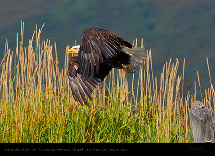 BaldEagle_inFlight_X3899