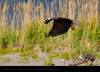 BaldEagle_inFlight_X3903