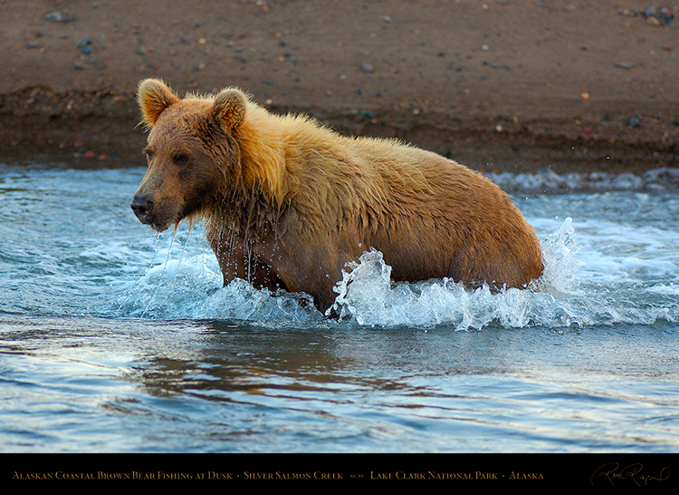 BrownBear_Fishing_atDusk_X3617