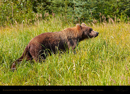 BrownBear_inSedgeGrass_HS2741