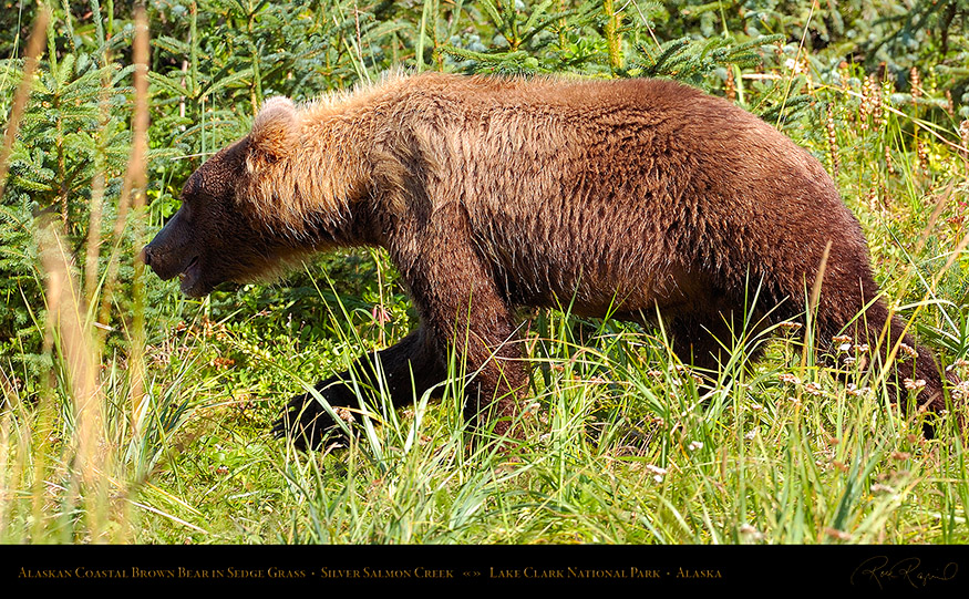 BrownBear_inSedgeGrass_HS2771_16x9