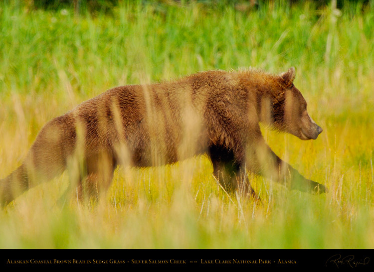 BrownBear_inSedgeGrass_X3570