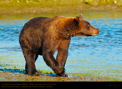 BrownBear_CrossingCreek_X2871